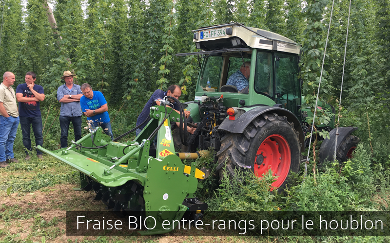 fraise bio entre rangs